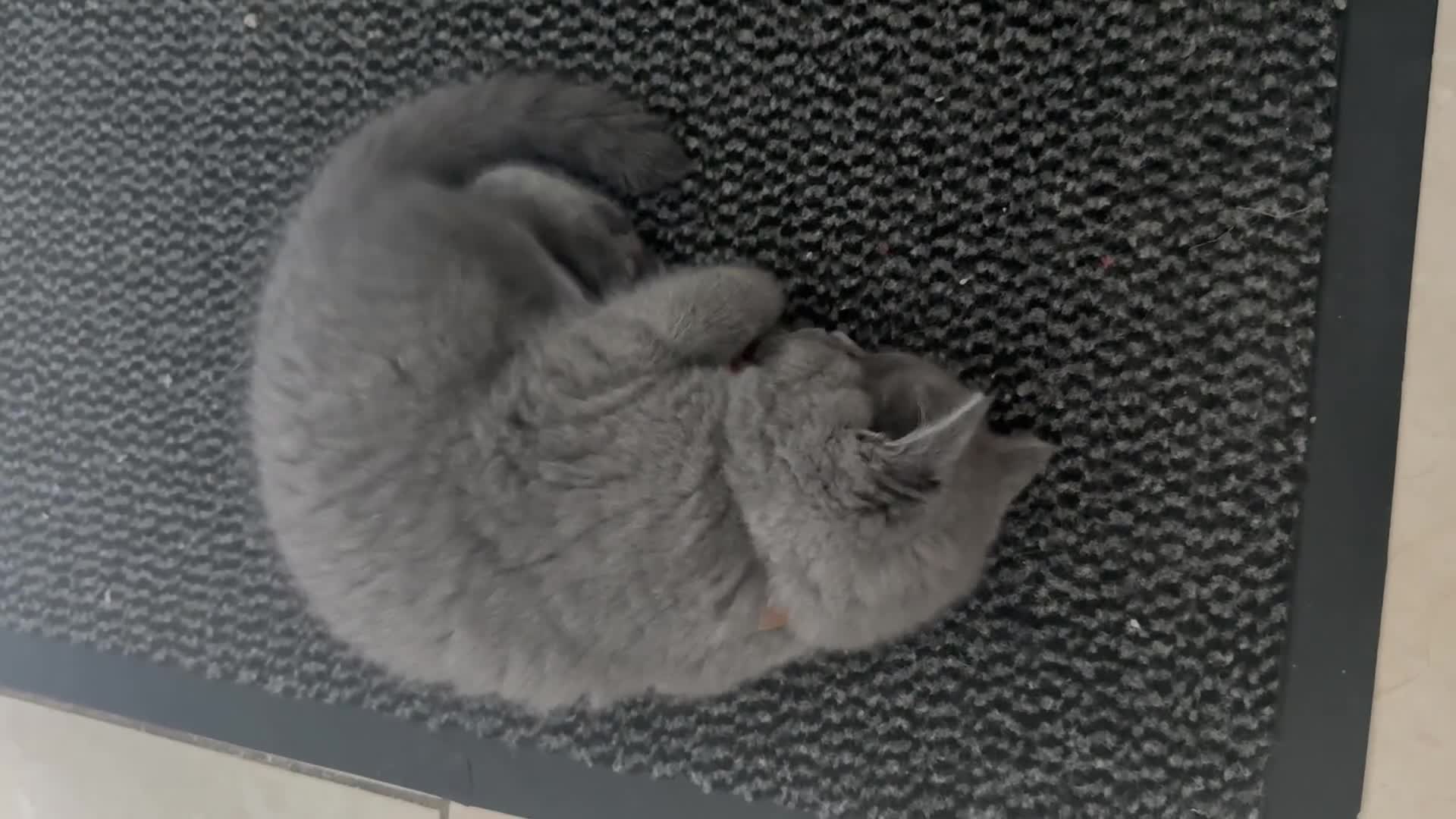 British Shorthair cats for sale: 2 Beautiful BSH Ready to Leave - GCCF Registered - Video 1