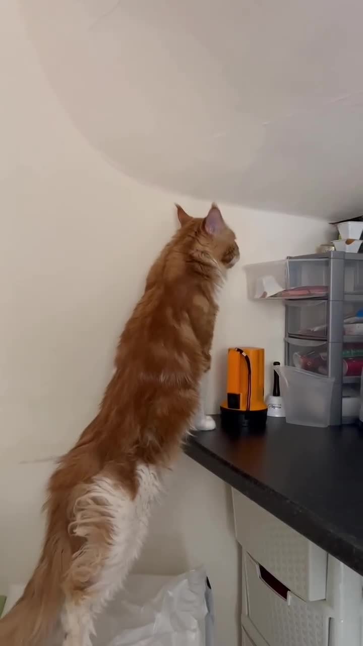Maine Coon cats for sale: Mainecoon Adult Ginger Male Cat  - Video 1
