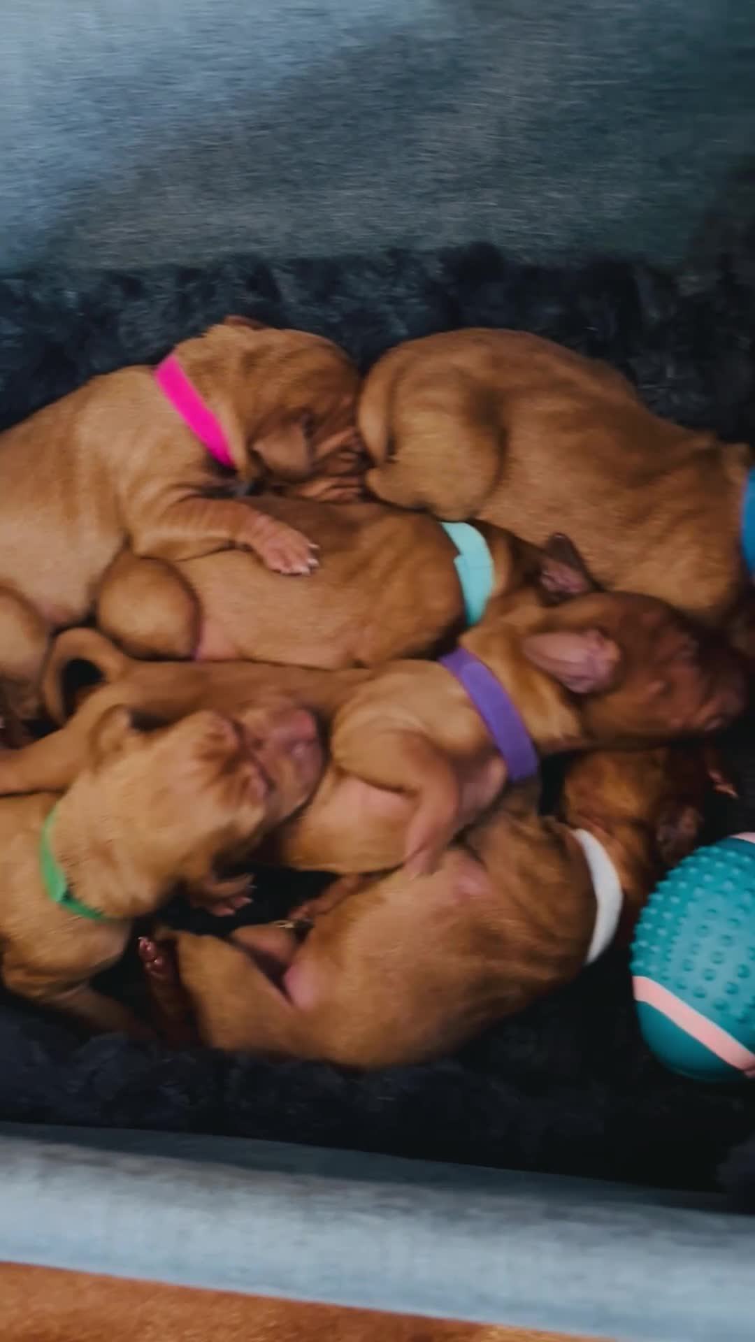 Hungarian Vizsla dogs for sale: Beautiful KC reg Vizsla pups - champion bloodline - Video 2