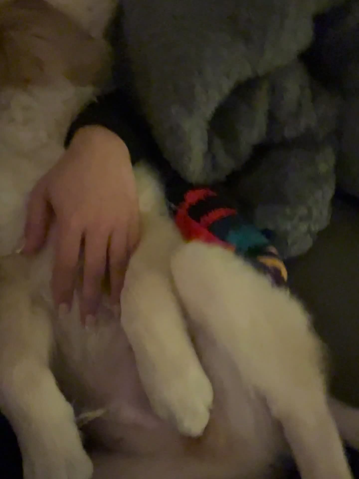 Golden Retriever dogs for sale: Golden retriever puppy  - Video 1