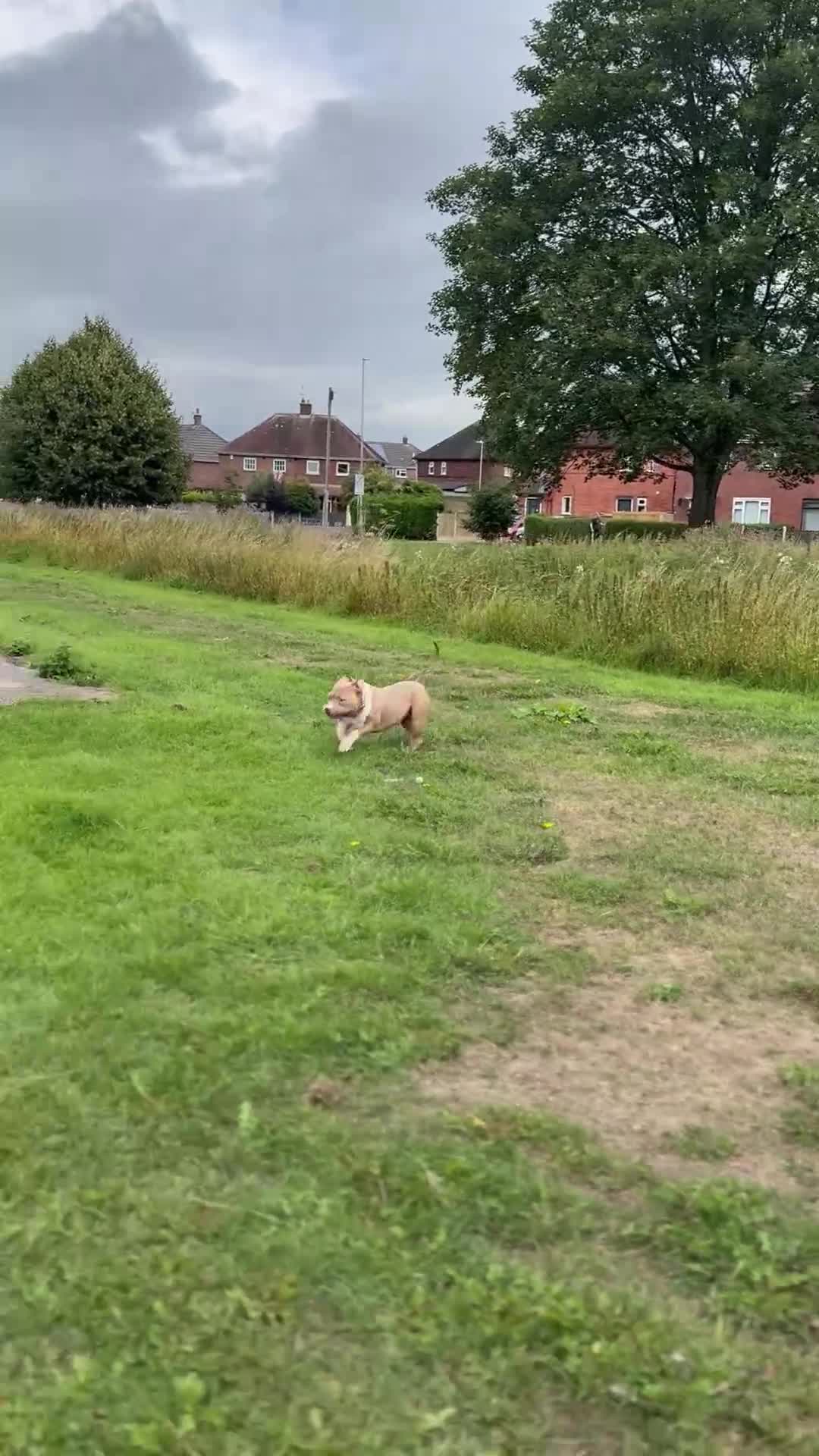 American Bully dogs for stud: ABKC Stunning Male Bully (BUDDY🐶) - Video 1