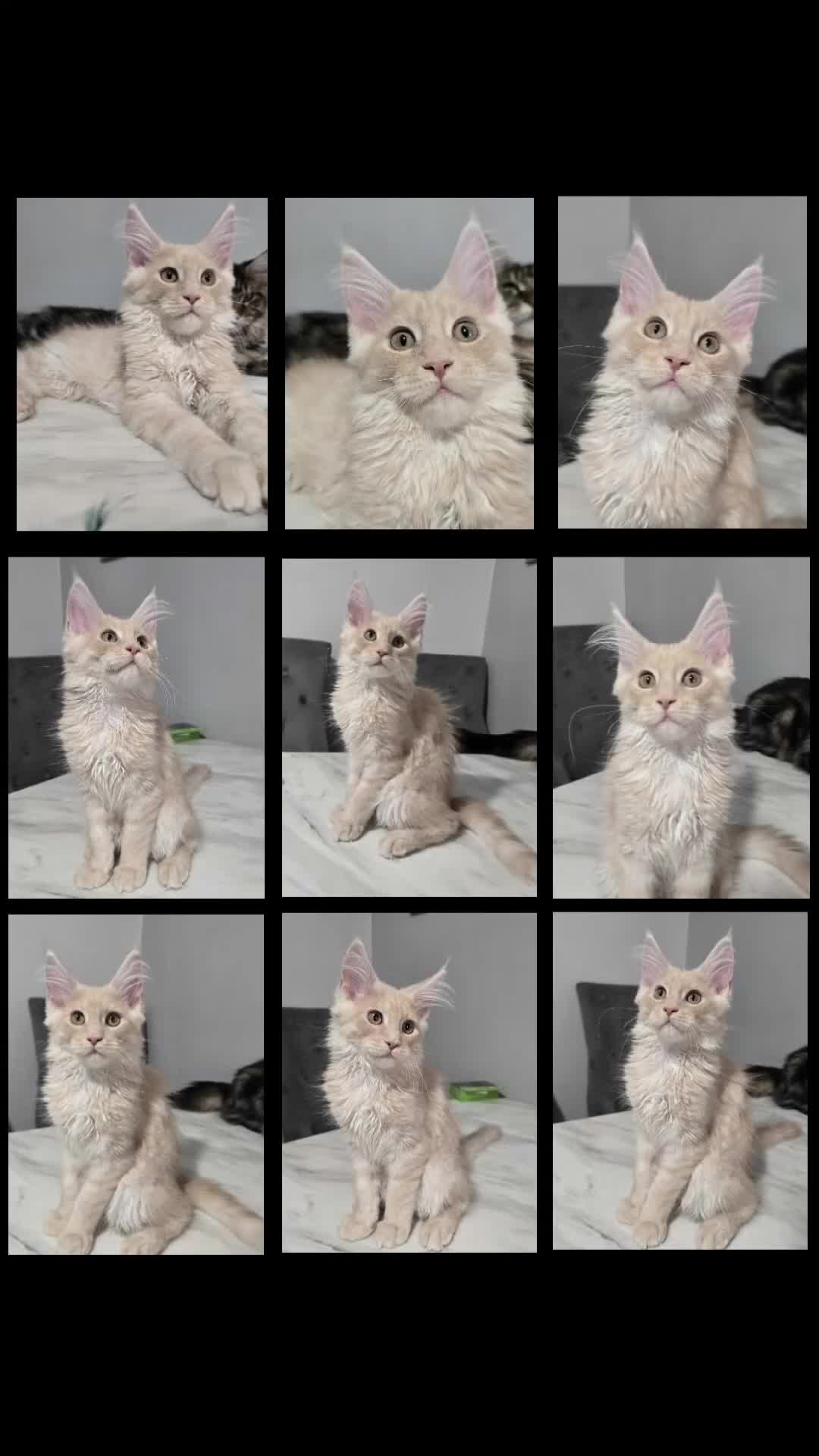 Maine Coon cats for sale: Ready now boys Mainecoon tica registered  - Video 1