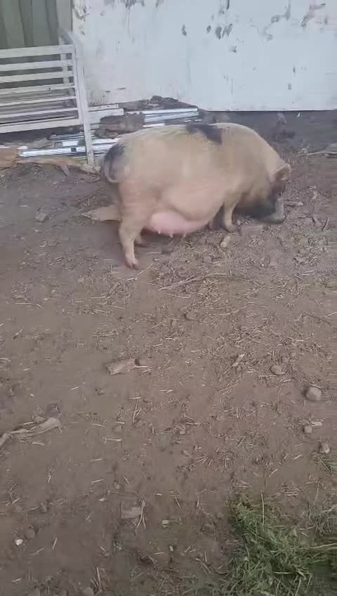 Pig livestock for sale: Micro Pigs - Video 1