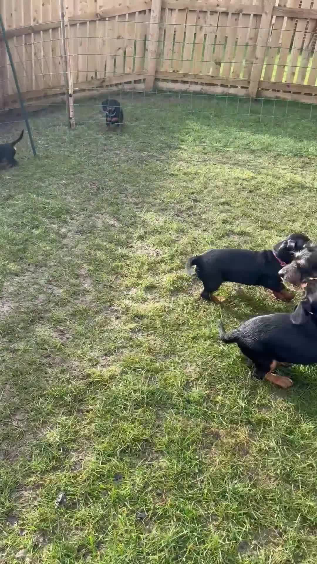 Dachshund dogs for sale: Dachshund puppies standard, wired-haired & smooth - Video 3