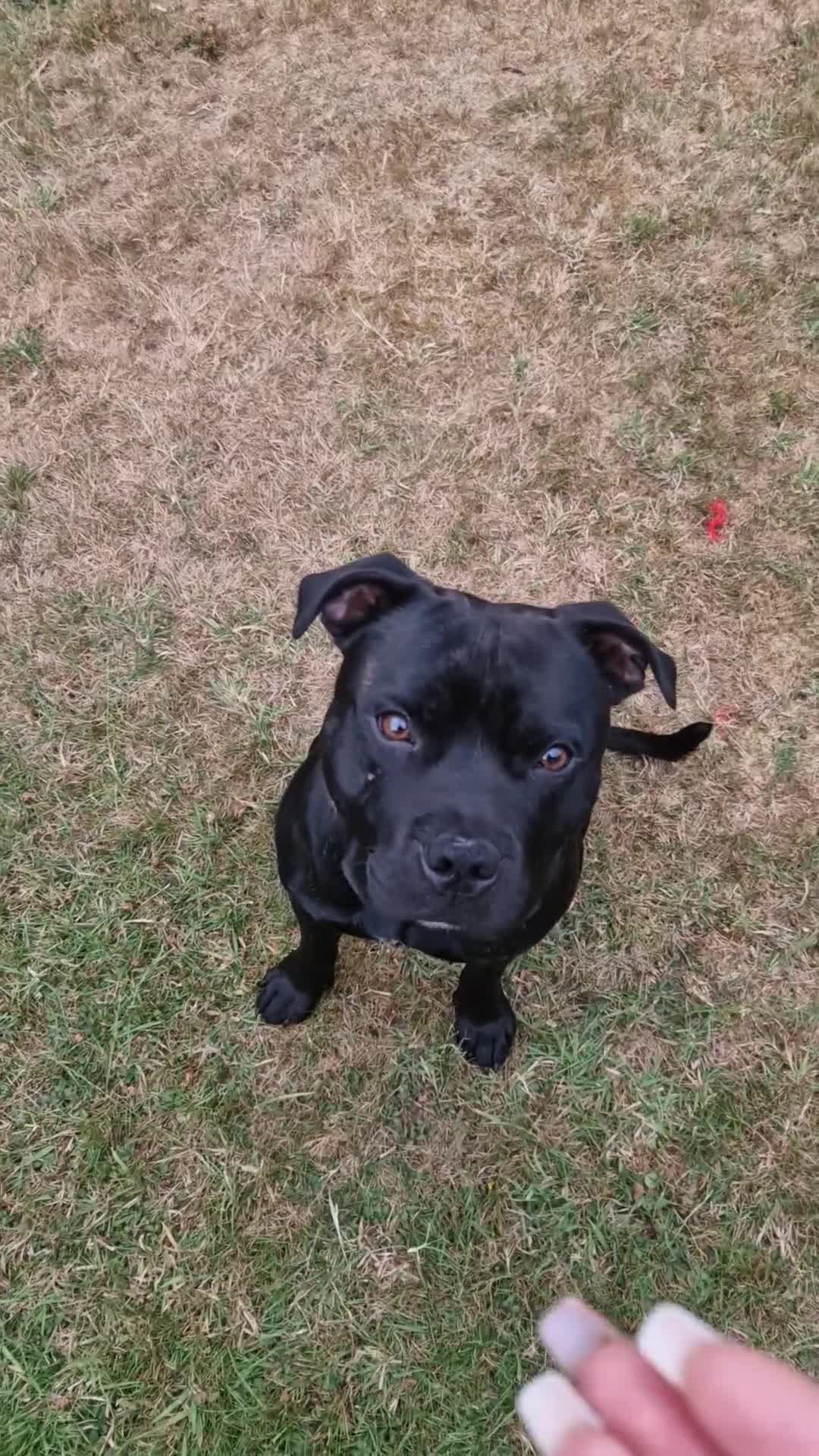 Staffordshire Bull Terrier dogs for sale: 19 months old male Staffordshire Bull Terrier - Video 1