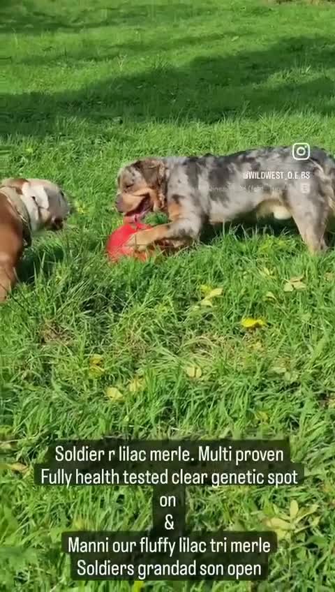 Olde English Bulldogge dogs for stud: Olde english bulldogge mammoth  - Video 3