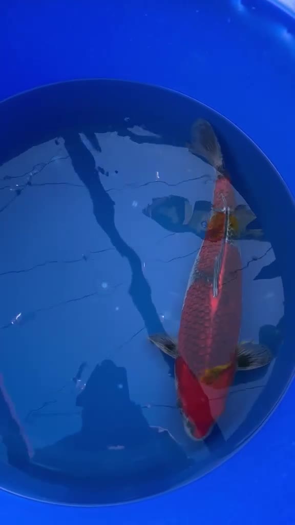Koi Carp fish for sale: Stunning Female Kol - Approx. 45cm - £500 in Wokingham - Video 1