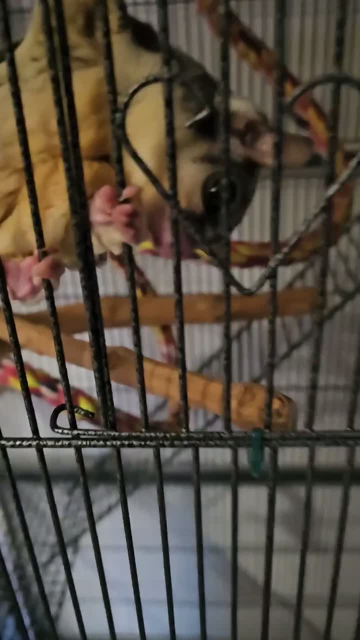Sugar Glider rodents for sale: 2 bonded male sugar gliders. - Video 1