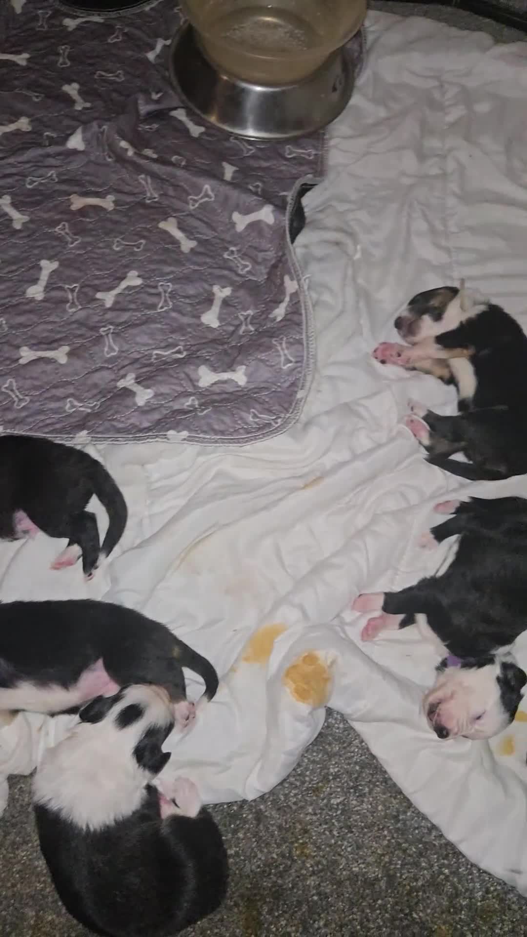 Border Collie dogs for sale: bored collie puppies  - Video 1