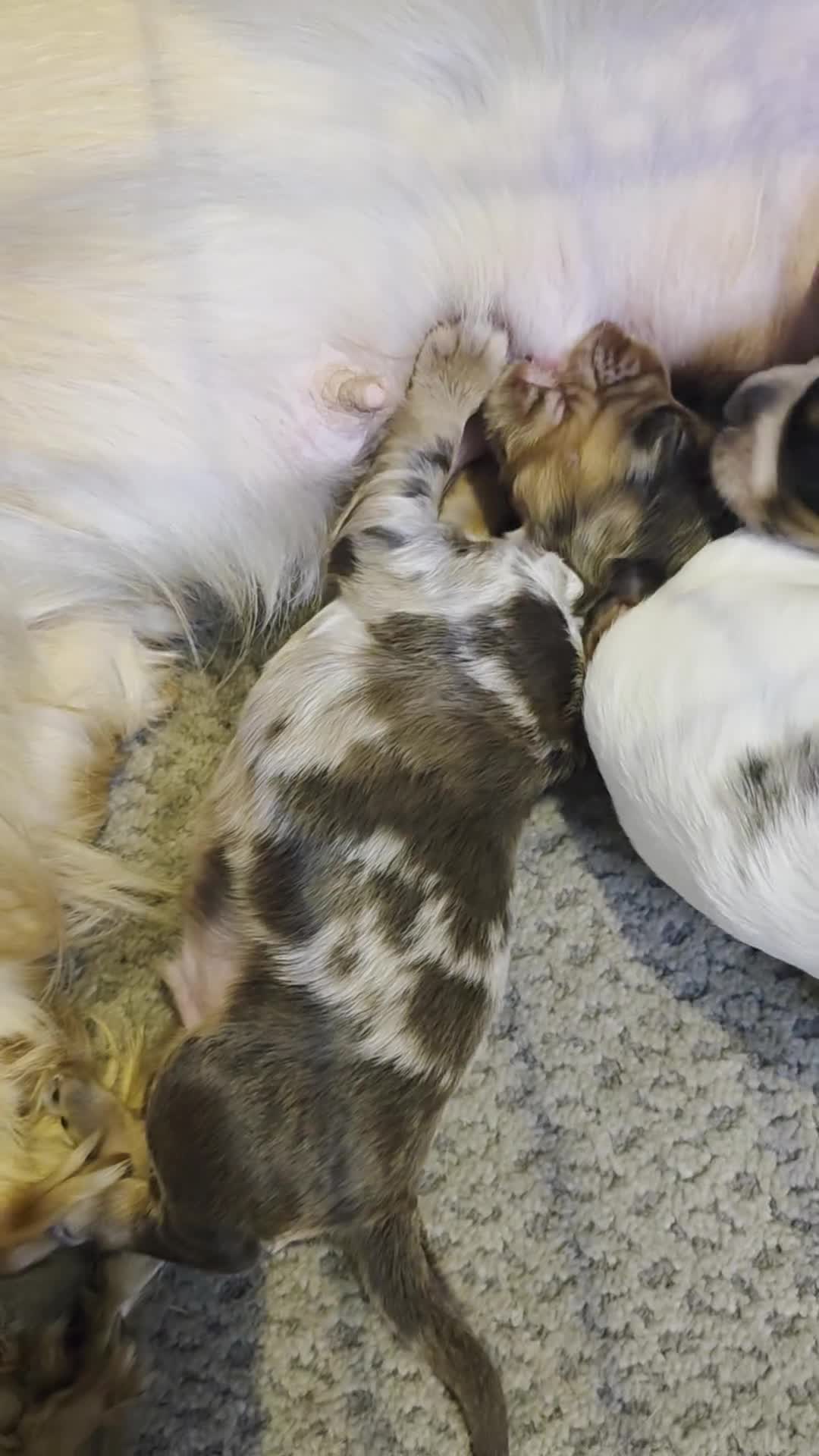 Cocker Spaniel dogs for sale: Kc registered mixed litter - Video 1