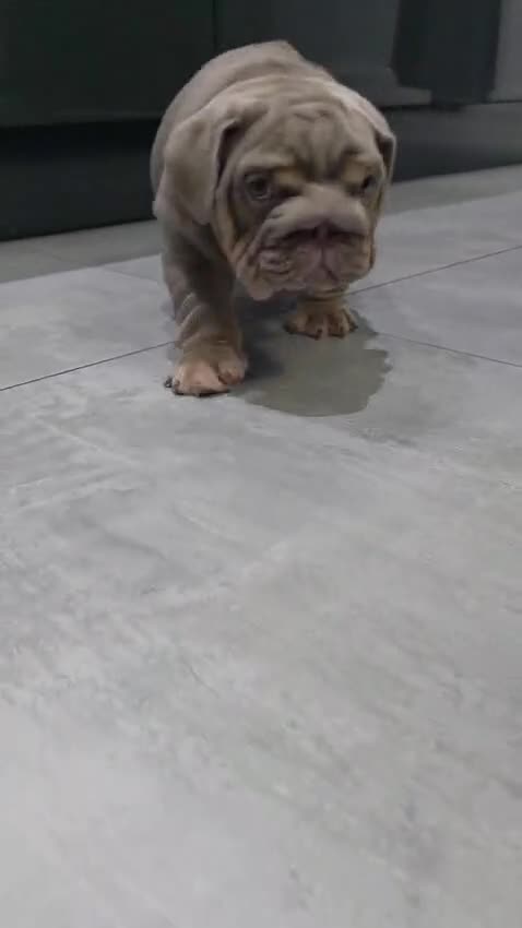 English Bulldog dogs for sale: Kc registered British bulldog puppies lilac & tan in Liverpool - Video 2