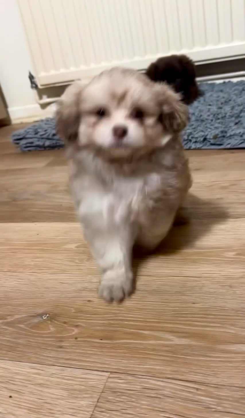 Mixed Breed dogs for sale: Gorgeous Pomapoos Female ready. Vaccinated Chipped - Video 2