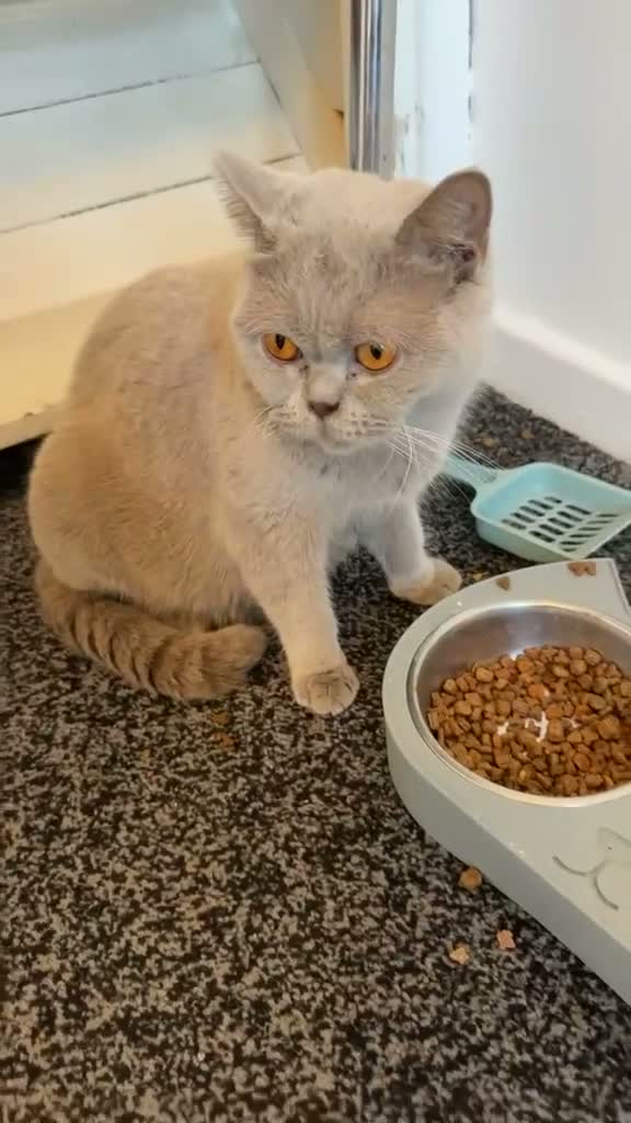 British Shorthair cats for sale: Beautiful British shorthair kittens in Coventry - Video 2