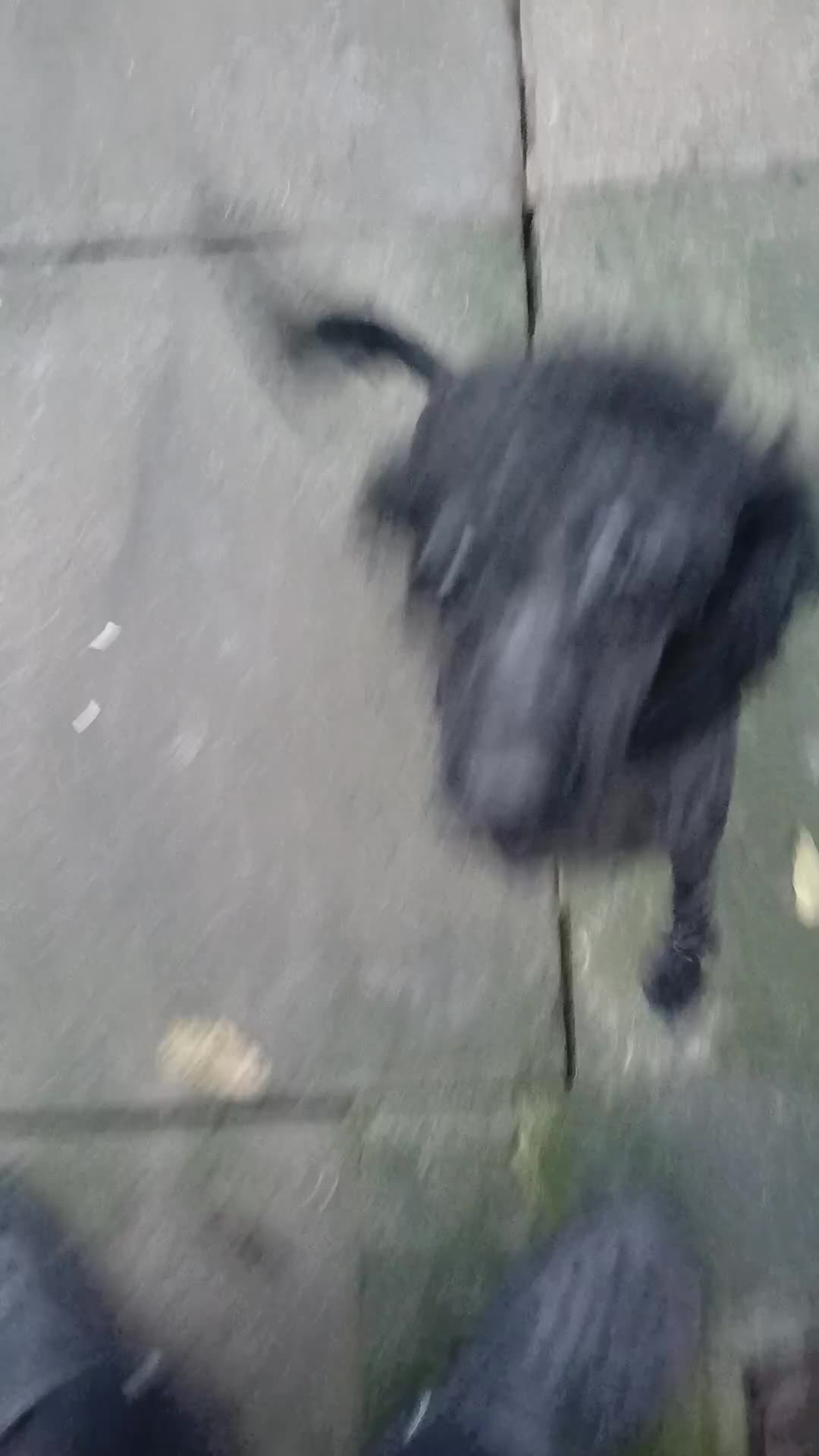 Toy Poodle dogs for sale: Bruno Toy poodle - Video 1