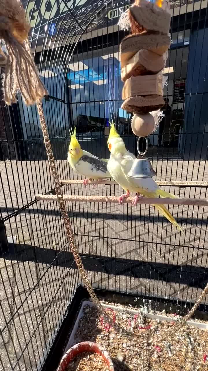 Mixed Breed birds for sale: Cocktails - Video 1