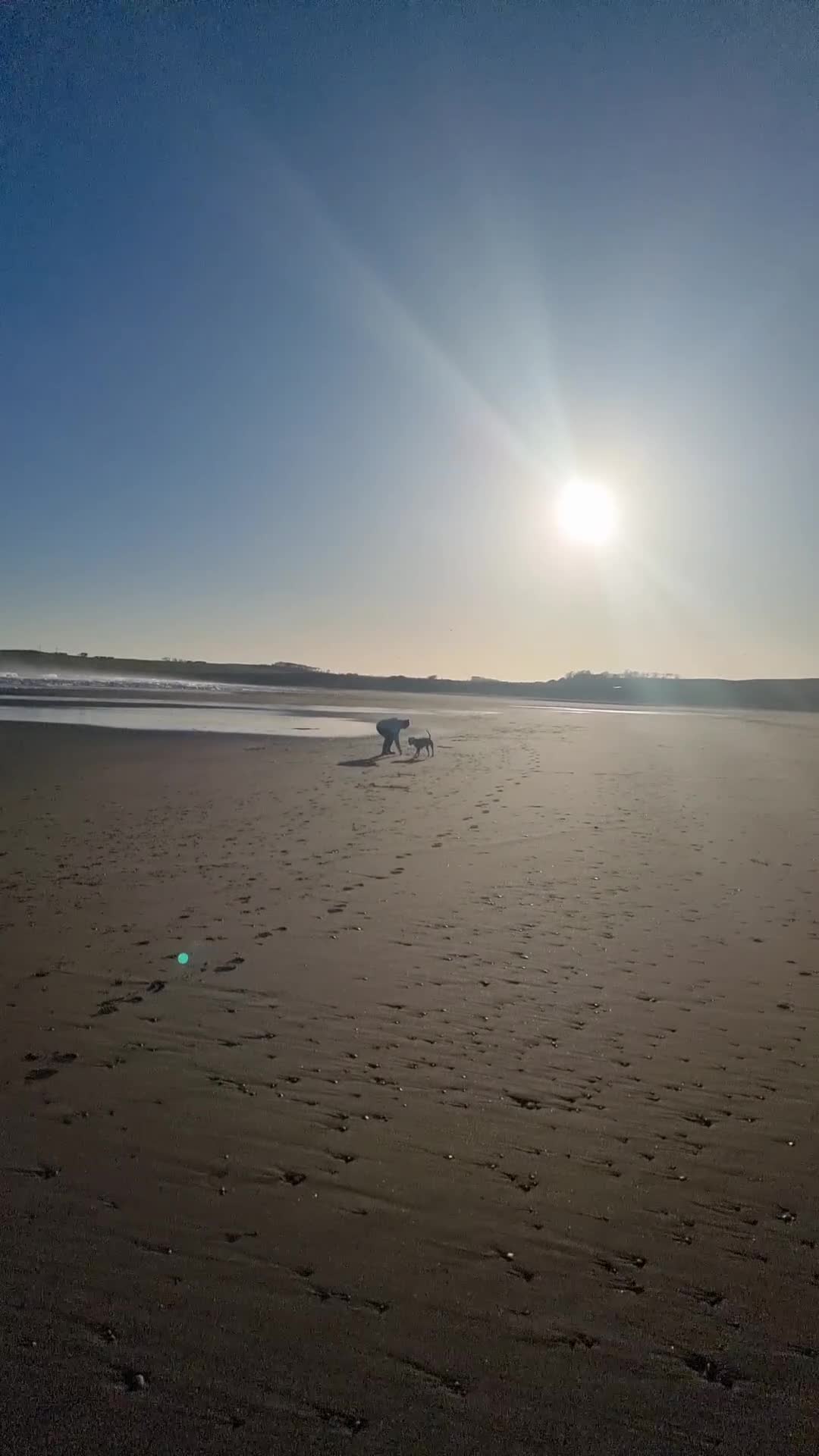 Staffordshire Bull Terrier dogs for sale: Male Staffordshire bull terrier  - Video 1