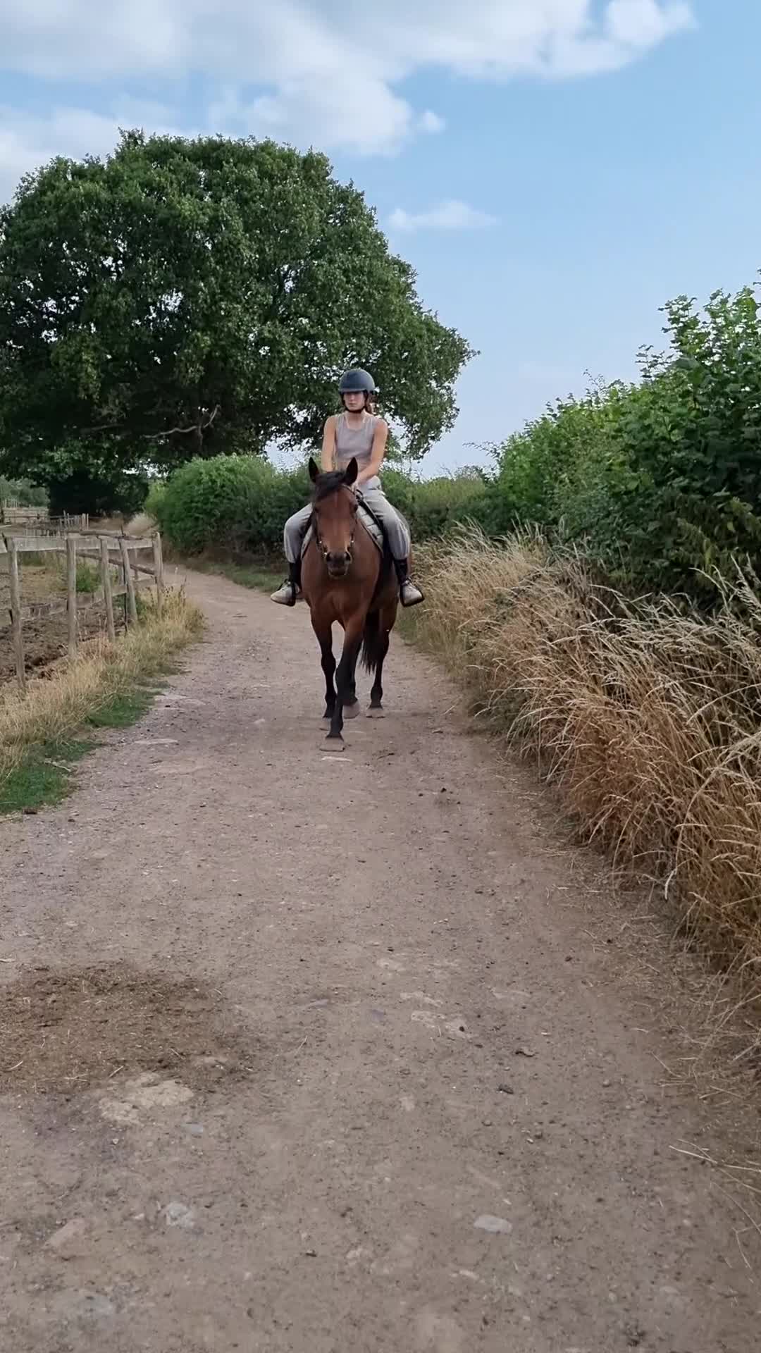 Welsh Section D horses for sale: WelshD x tb  - Video 2