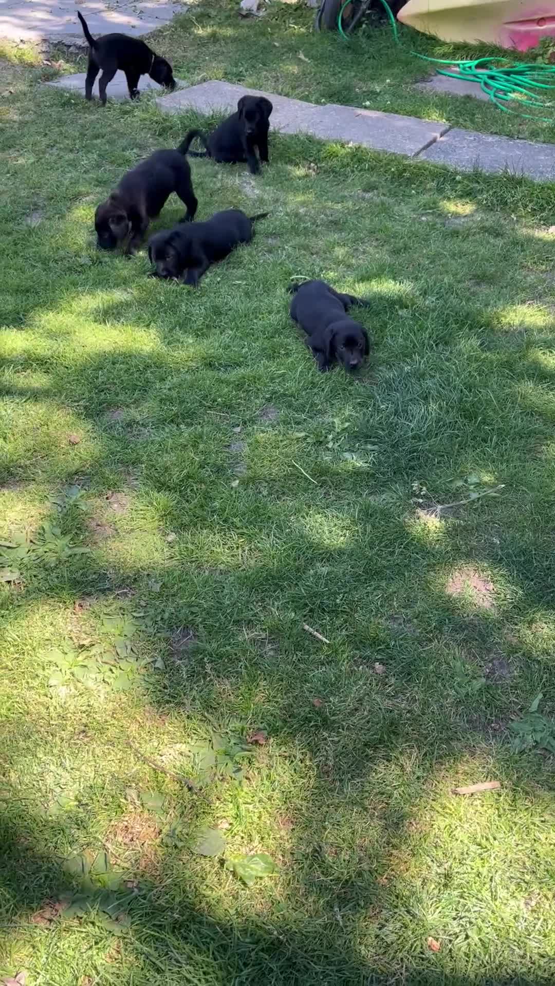 Labrador Retriever dogs for sale: KC Reg.Parents Fully Health Tested.Ready Now - Video 1