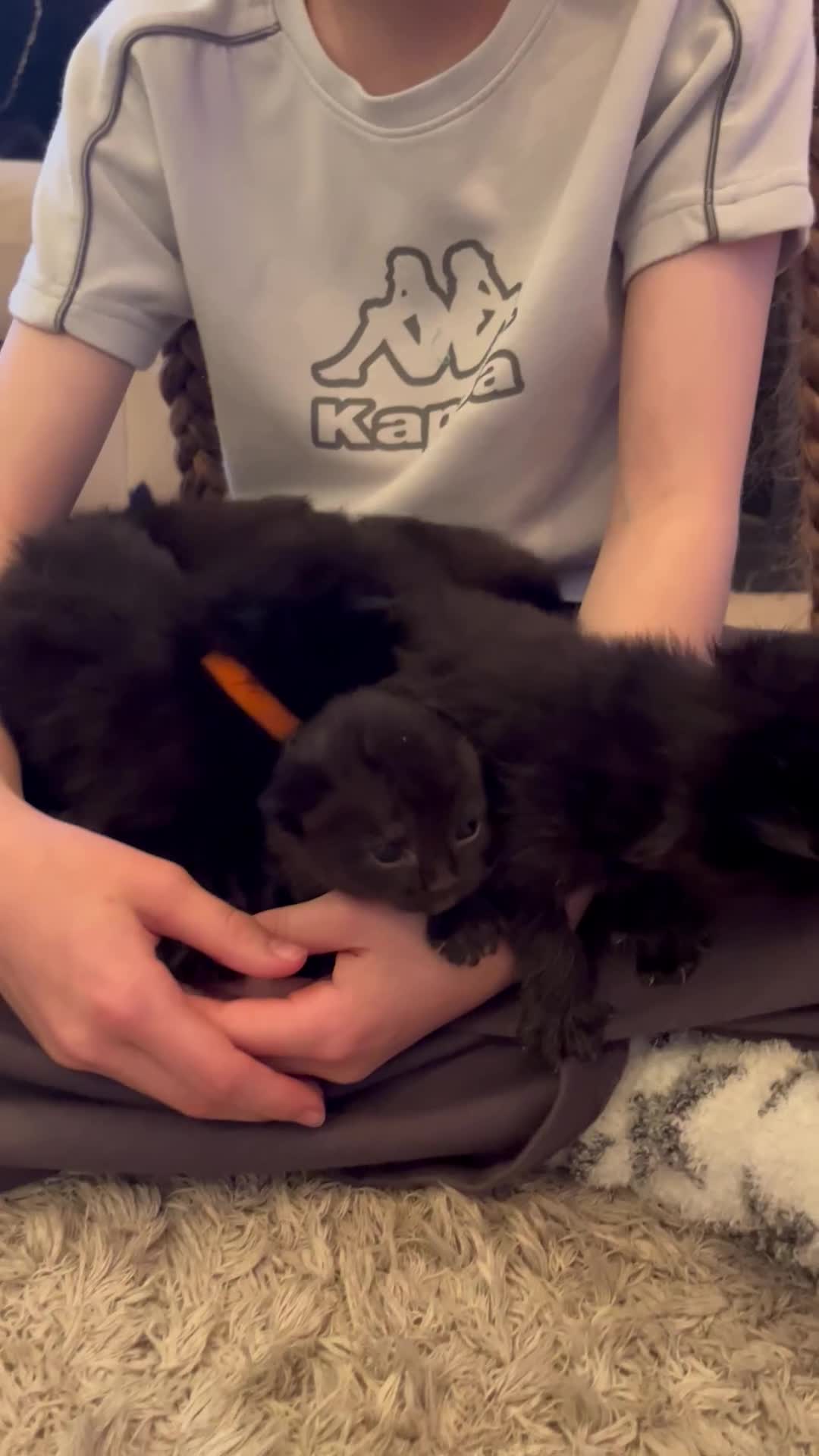 Mixed Breed cats for sale: Ragdoll cross babies fluffy babies  - Video 2