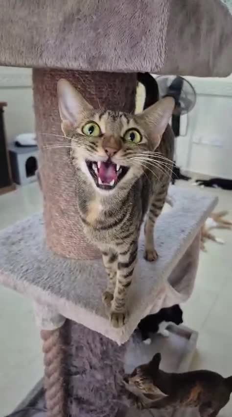 Arabian Mau cats for adoption: Chatty Wilma - Video 1