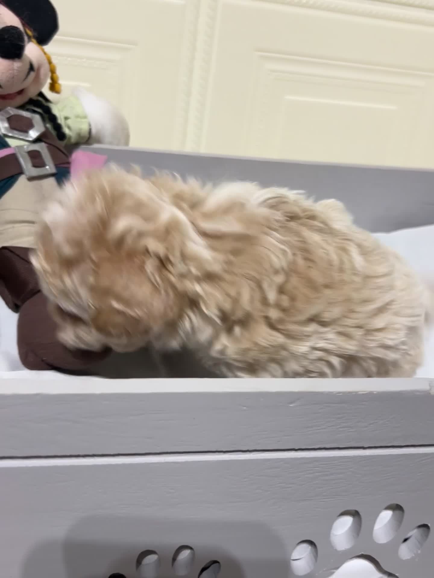 Maltipoo dogs for sale: 🩷3 Gorgeous Maltipoo Puppies🩷 - Video 4