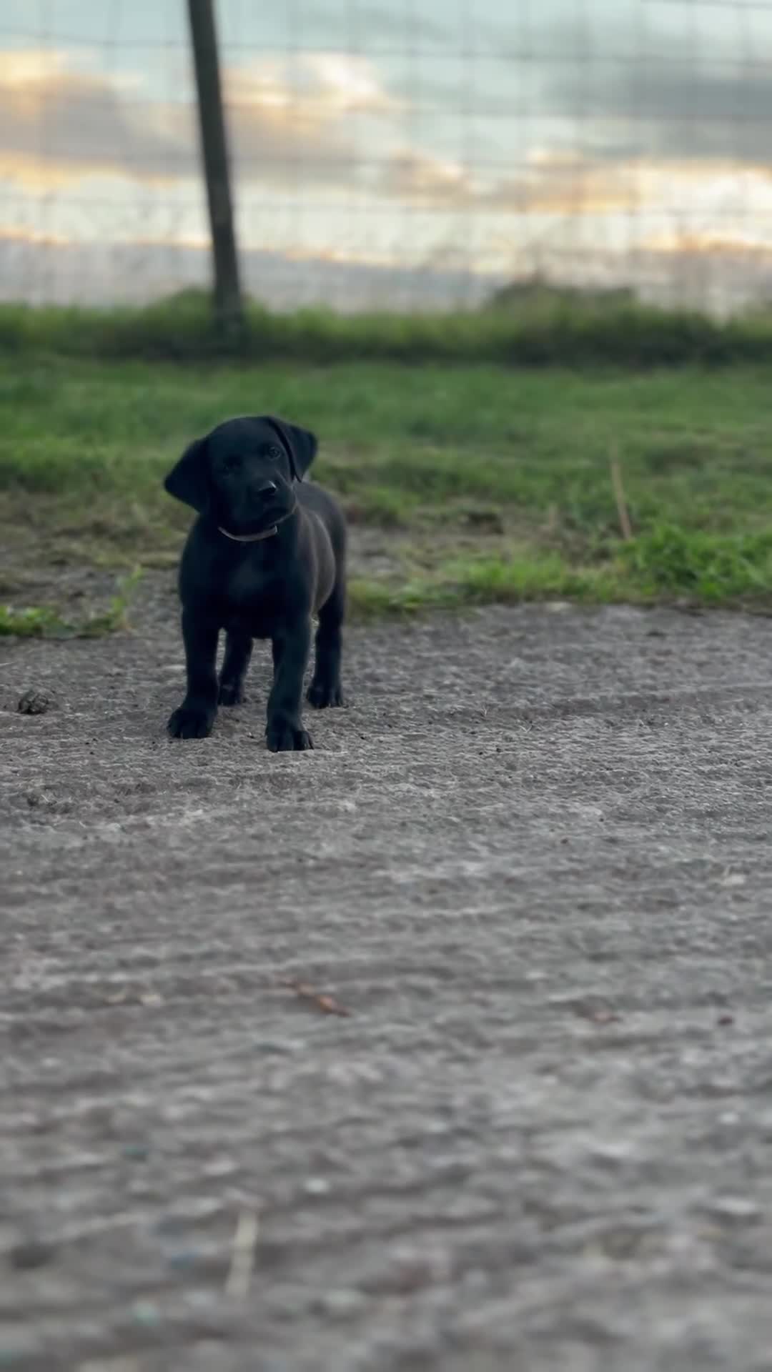 Labrador Retriever dogs for sale: FTCH Pedigree, Heath Tested and Hip and Elbows  - Video 4
