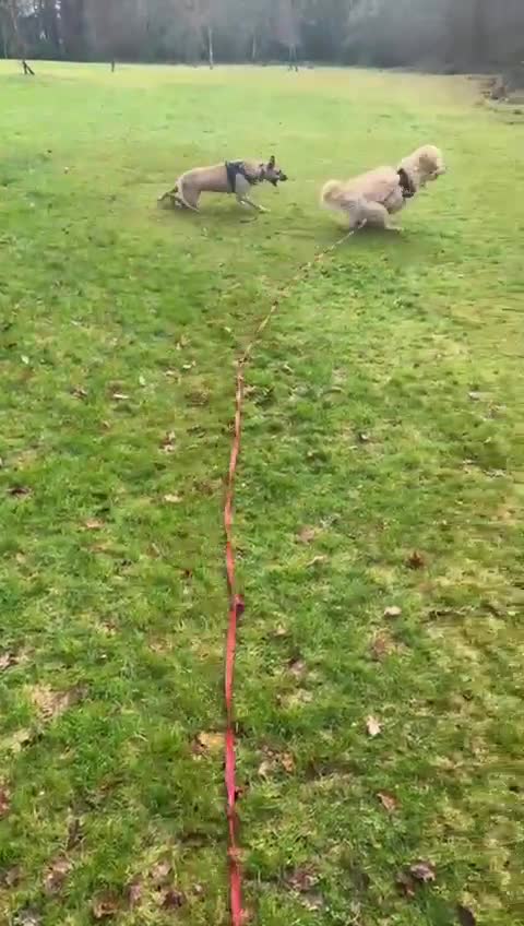 Mixed Breed dogs for sale: Auggie - Smart, Loving & Needs an Experienced Home - Video 3