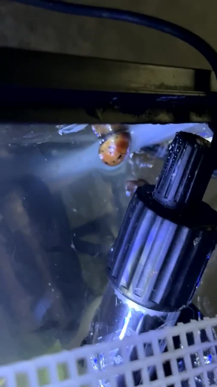 Snails fish for sale: Snails + tank and accessories  - Video 2