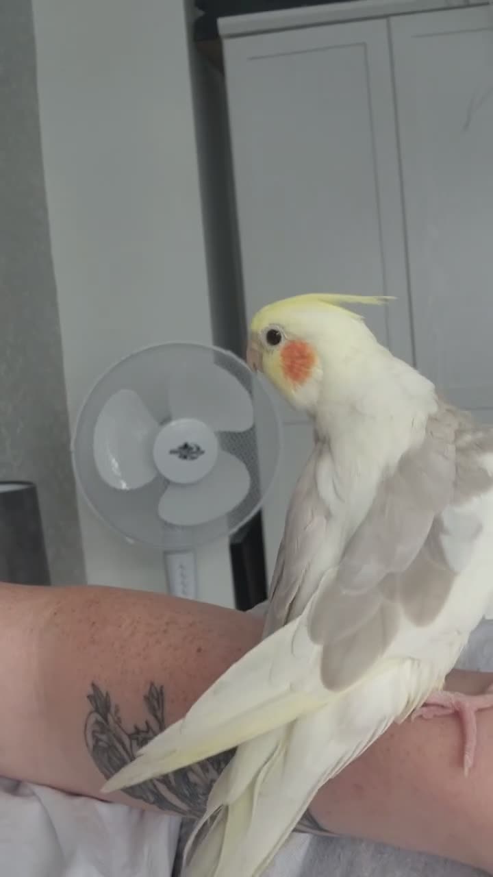Cockatiels birds for sale: Male Cockatiel - Video 2