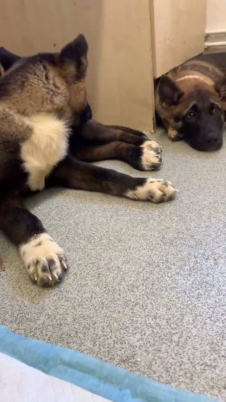 Akita dogs for sale:  American Akita puppy  - Video 1