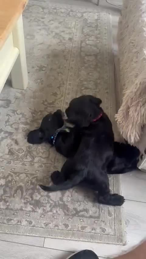 Cocker Spaniel dogs for sale: Black Cocker Spaniel Puppies - Video 2