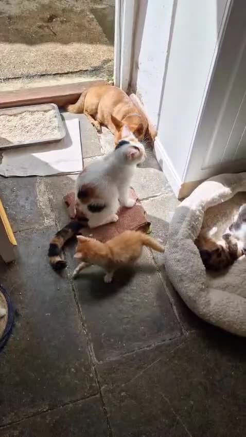 Mixed Breed cats for sale: Beautiful Playful Kittens Looking for Loving Homes in Crewkerne - Video 1