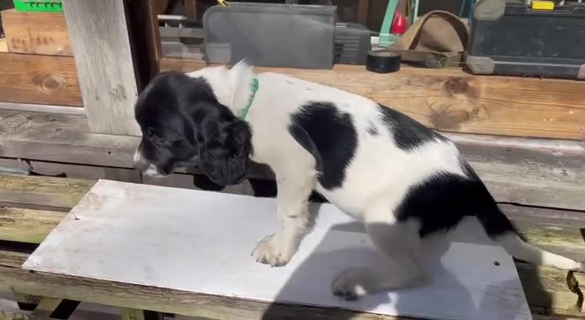 English Springer Spaniel dogs for sale: Chunky KC registered ENGLISH SPRINGER SPANIEL pups - Video 4