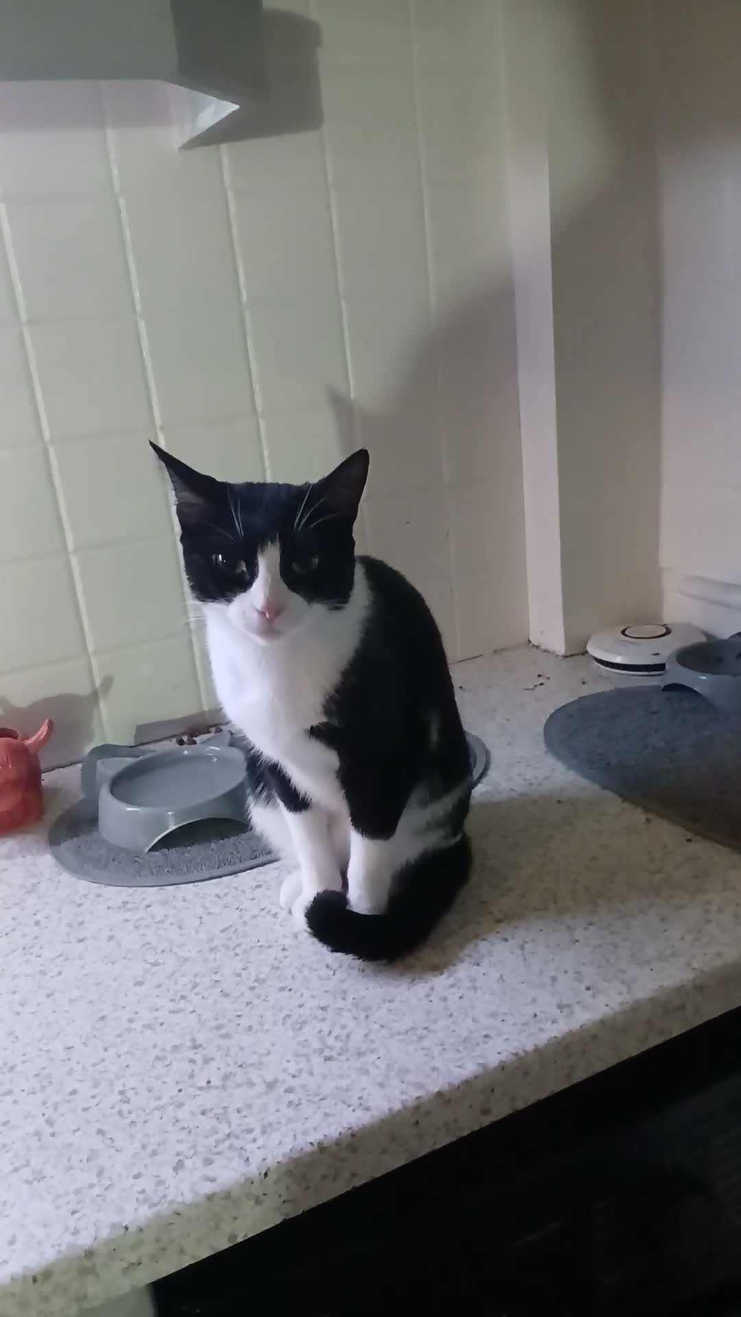 Mixed Breed cats for sale: Tilly aged 1 and a half  in Newton Aycliffe - Video 1