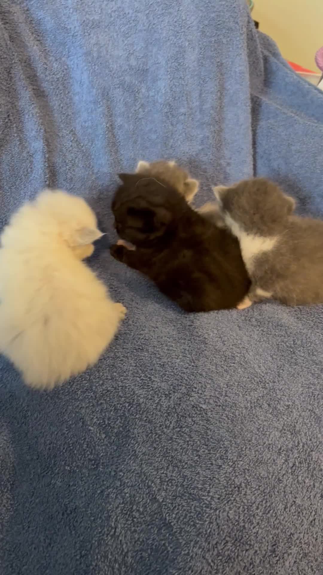 Ragdoll cats for sale: 🐾 Adorable Ragdoll x Maine Coon Kittens 🐾 - Video 1