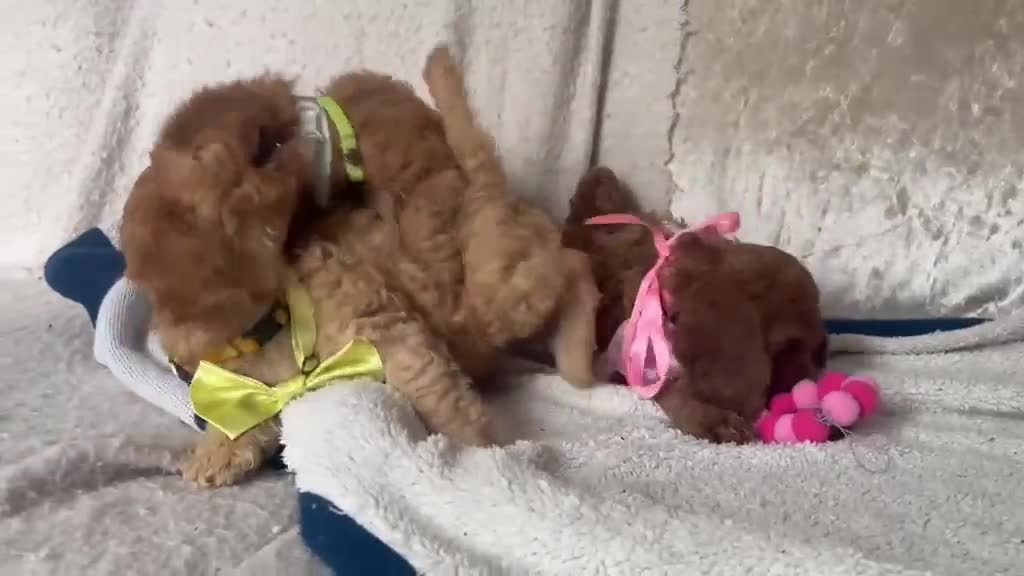 Cockapoo dogs for sale: 4 Gorgeous Cockapoo Puppies Left - Video 2