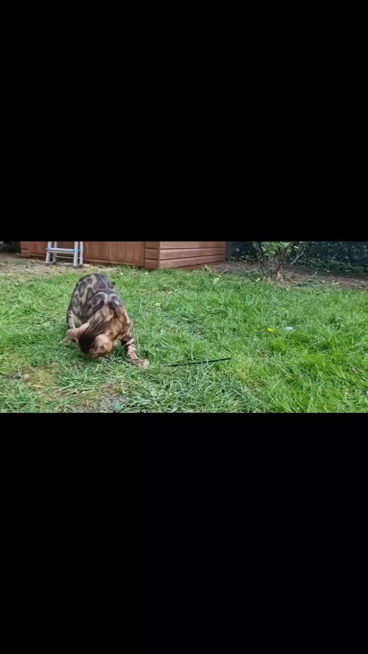 Bengal cats for stud: Bengal cat for stud, Fabio. - Video 1