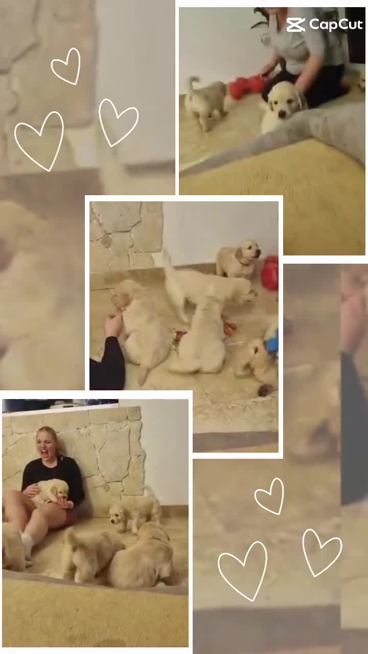 Golden Retriever dogs for sale: KC Reg Golden Retriever Puppies – Champion Lines  - Video 2
