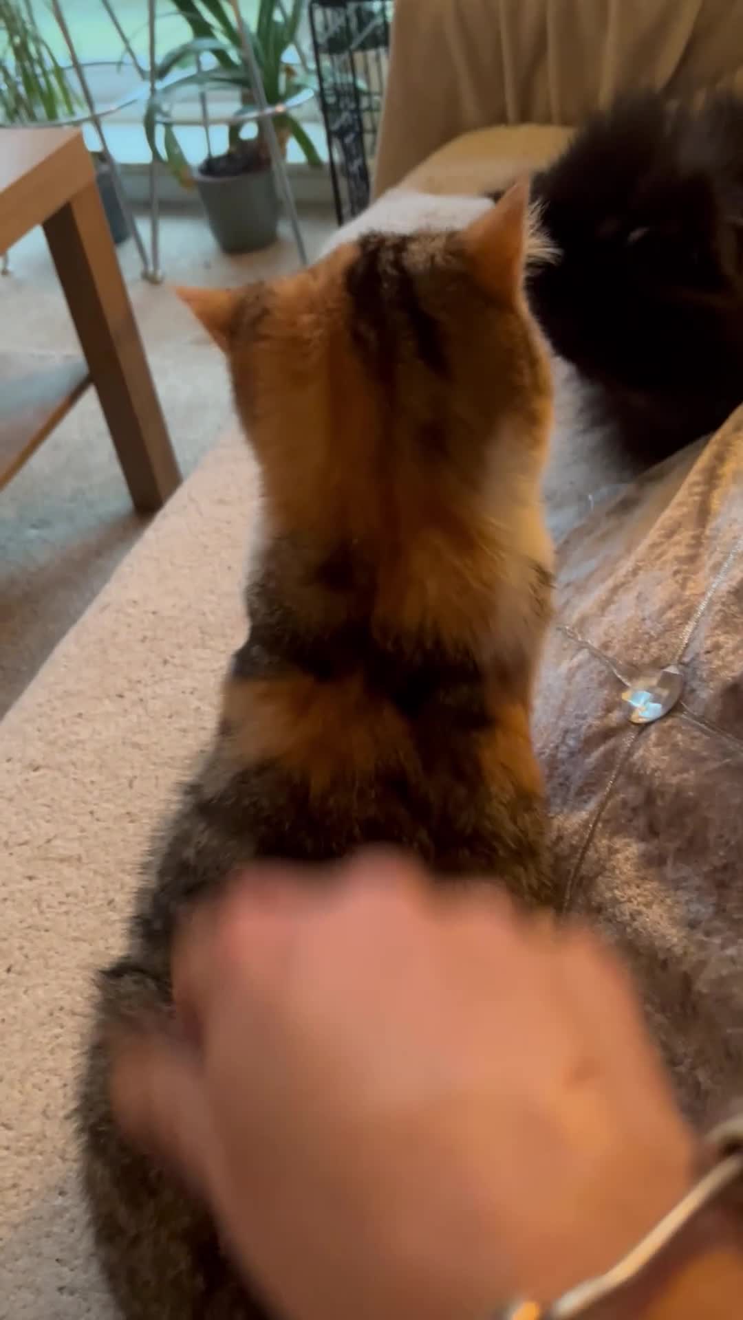 Exotic cats for sale: GCCF ACTIVE REGISTERED EXOTIC FEMALE  - Video 1