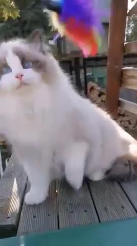 Ragdoll cats for stud: 5 Pedigree TICA European Famous R-Bloodline  in London - Video 2
