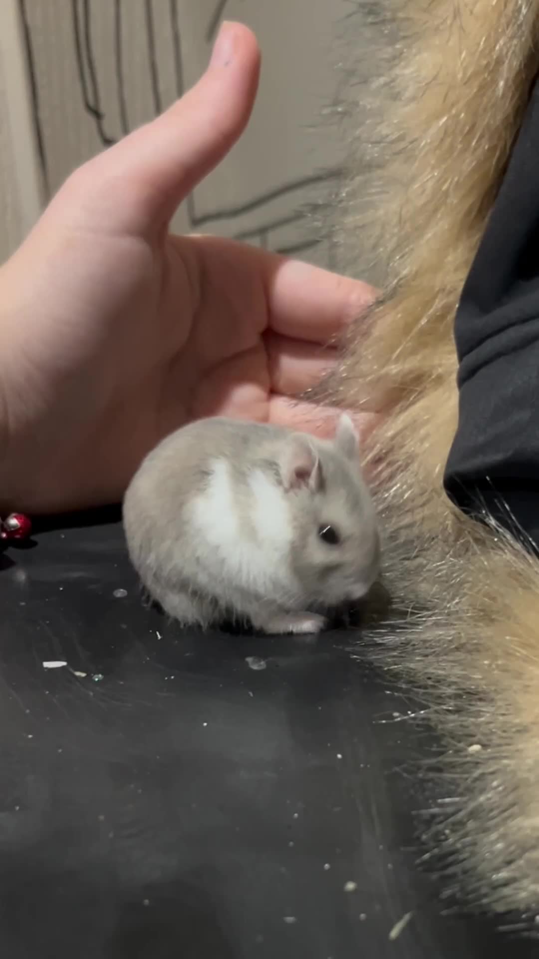 Hamster rodents for sale: Dwarf hamster - Video 2