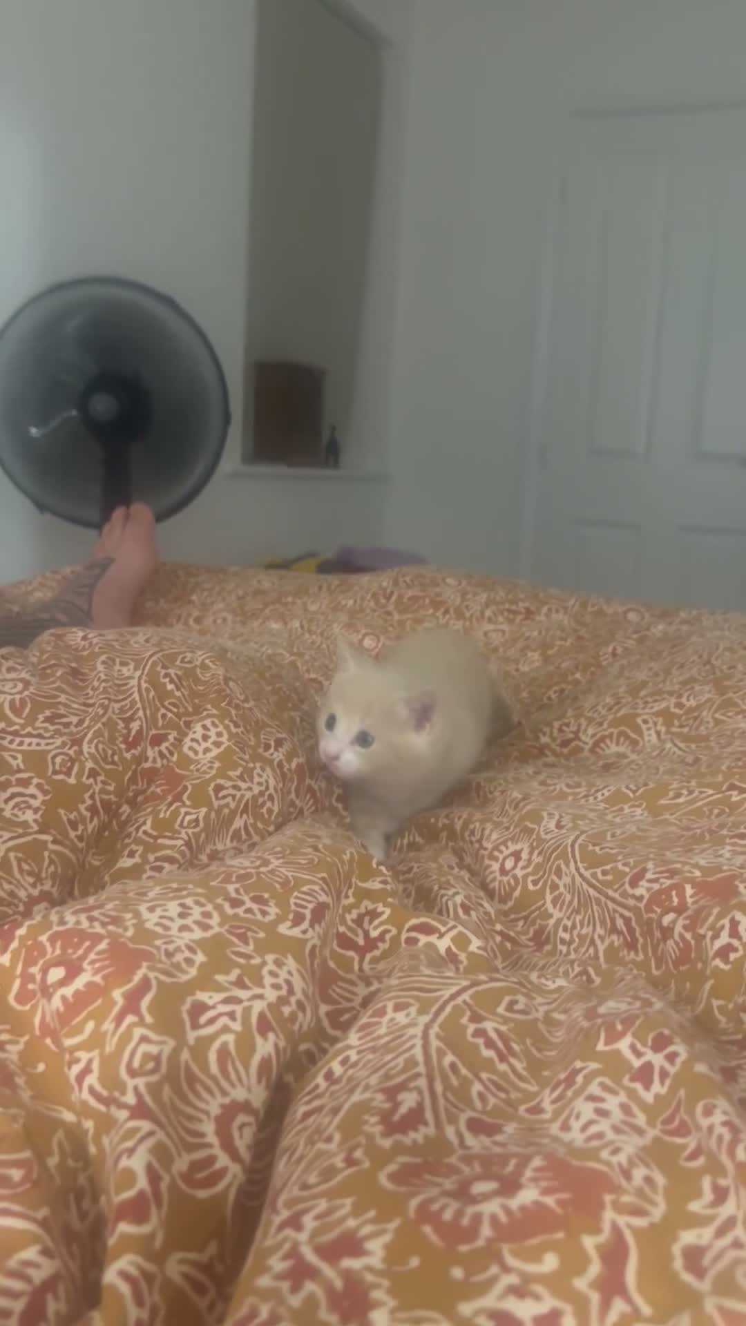 Mixed Breed cats for sale: Light ginger male kitten - Video 1