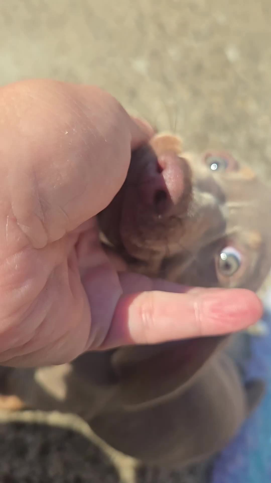 Dachshund dogs for sale: Ready now, last 3 Dachshund Puppies - Video 1