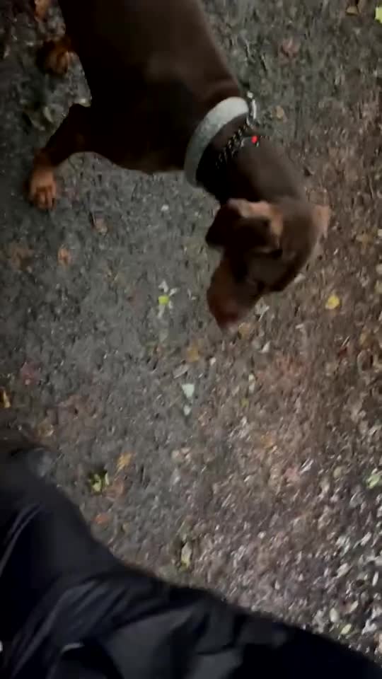 Dobermann dogs for sale: Fully trained Champion dobermann 🥇  - Video 2