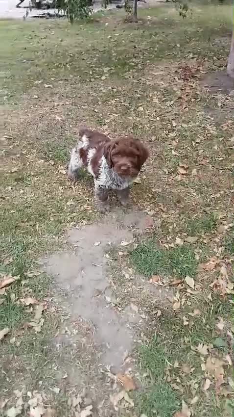 Mixed Breed dogs for sale: Fen Spaniel - female NEW VIDEO - Video 1