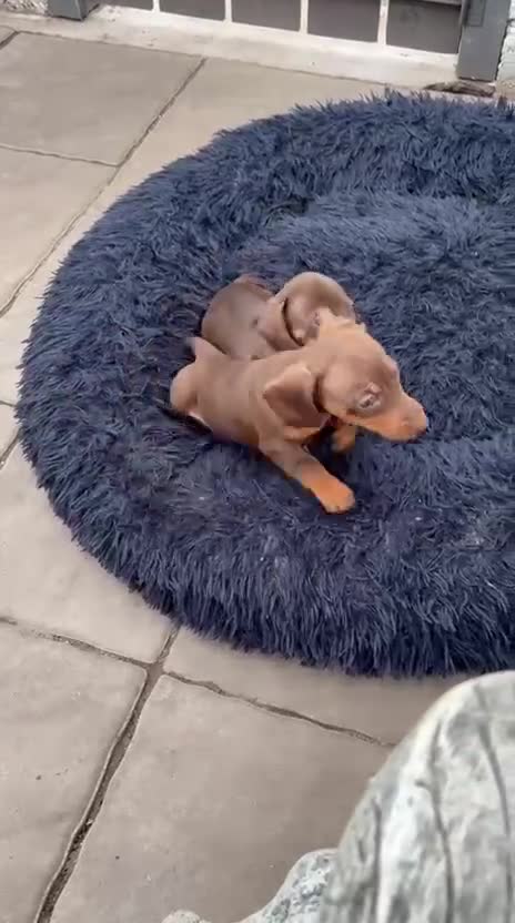 Miniature Dachshund dogs for sale: Mini dachshund smooth 1 choc&tan boy available  - Video 1