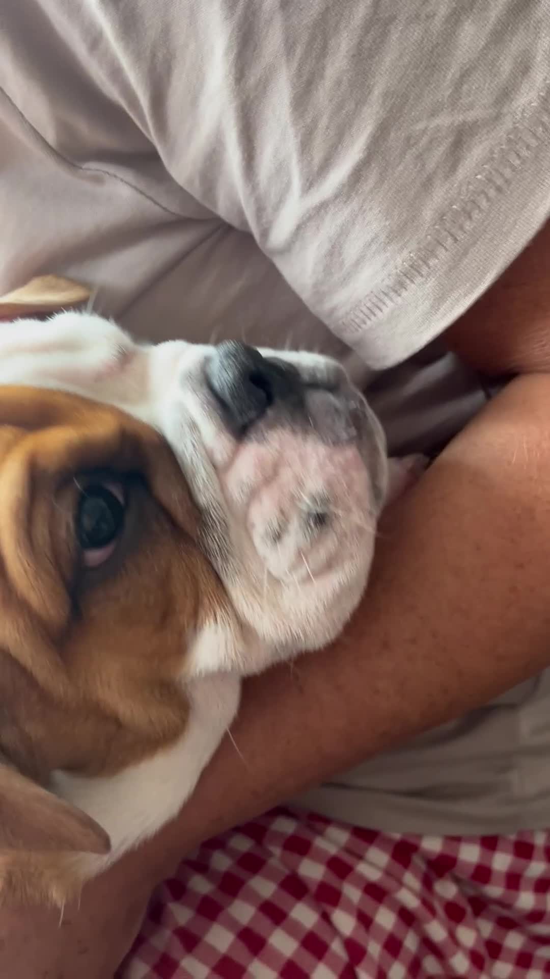 English Bulldog dogs for sale: English bulldog puppies kc reg  - Video 3