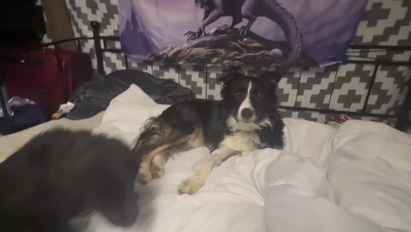 Border Collie dogs for adoption: Meet LOKI !  He desperately needs a Loving Home ! - Video 3