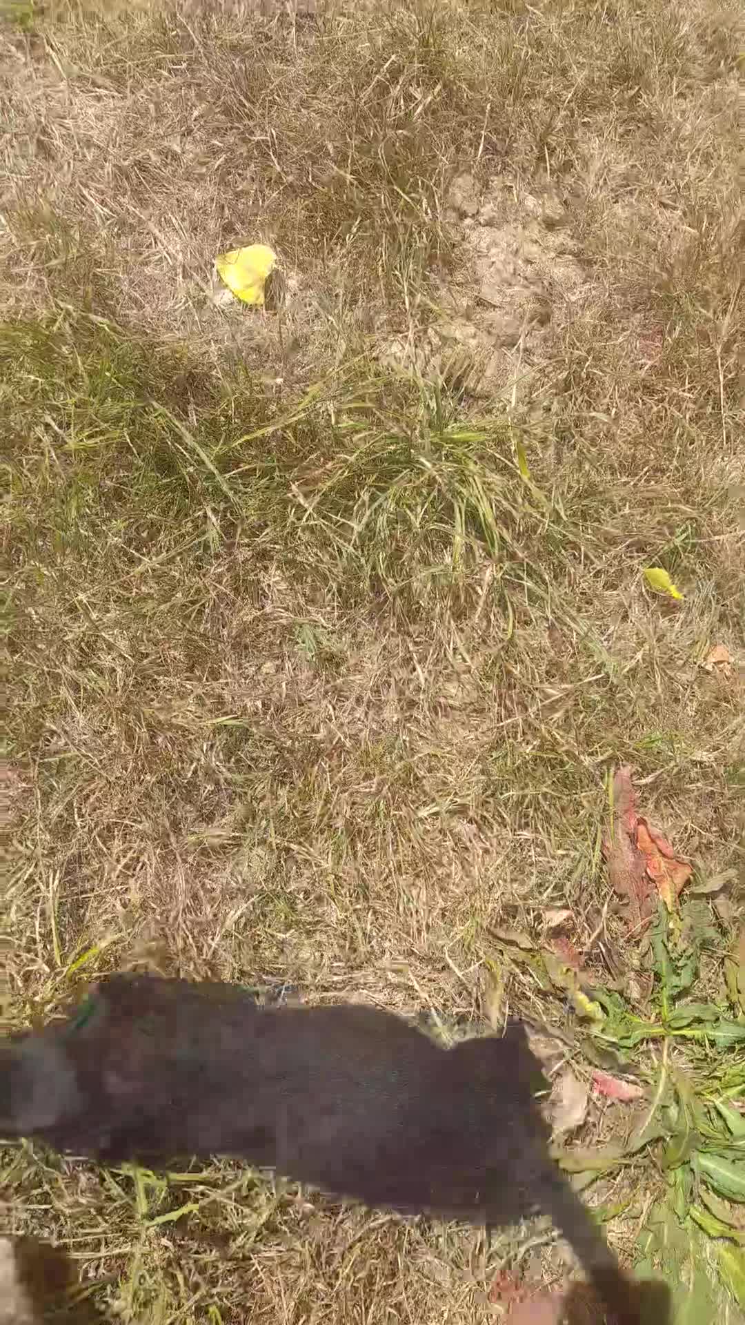 Jackapoo dogs for sale: Jackapoo pups  - Video 1