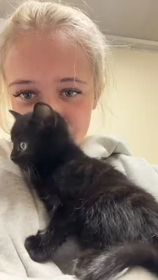 Domestic Shorthair cats for sale: 2 black kittens  - Video 1